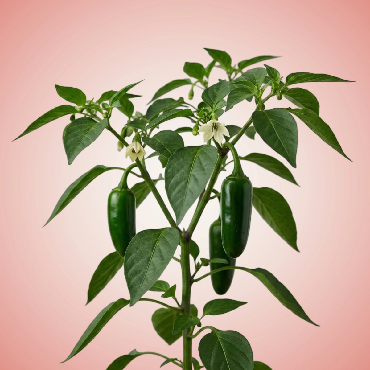 A cluster of green jalapeño peppers with leaves and white flowers against a white background.