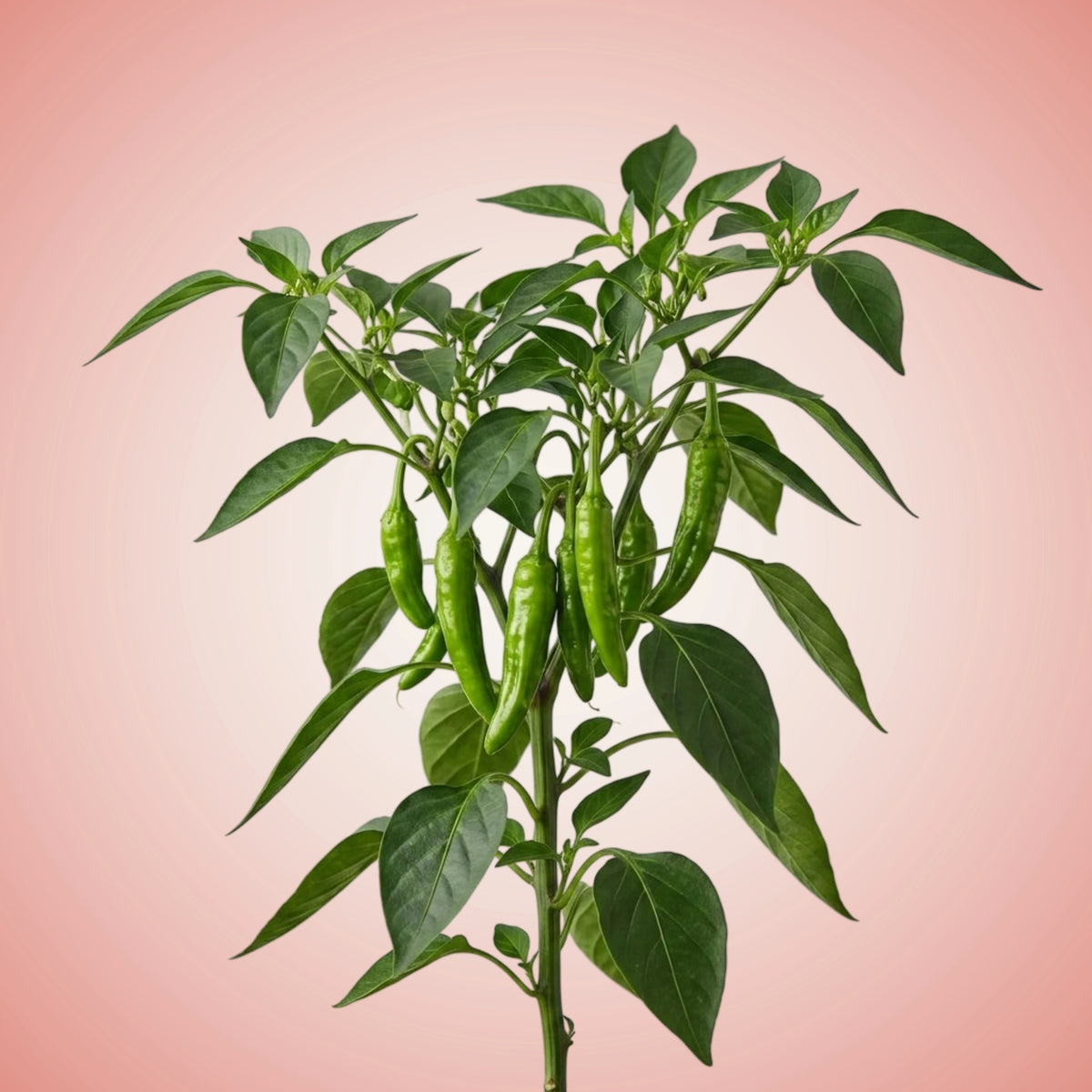 A illustration of Shishito Peppers, showing green peppers at various stages of growth, with leaves and white flowers.
