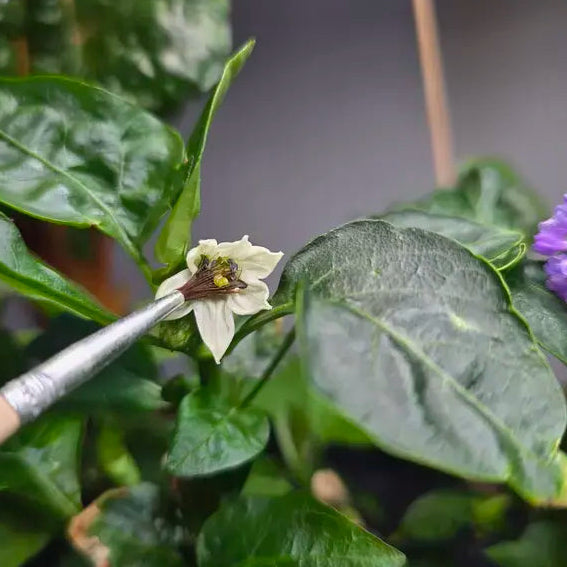 Pollination brush in a close-up of a green pepper plant with a flower and leaves.