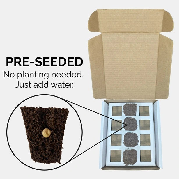 Preseeded grow meedium in a box