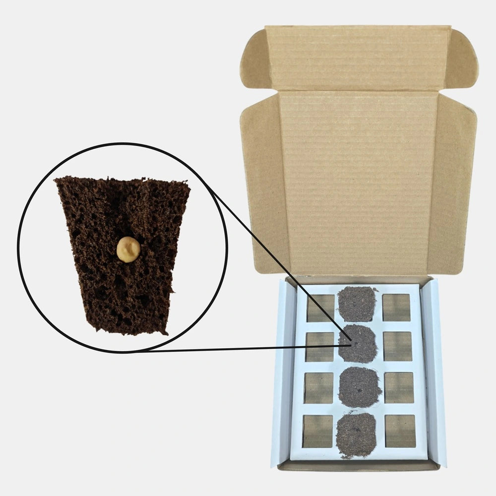 Cardboard box with a soil block and a tray of small square compartments on a white background