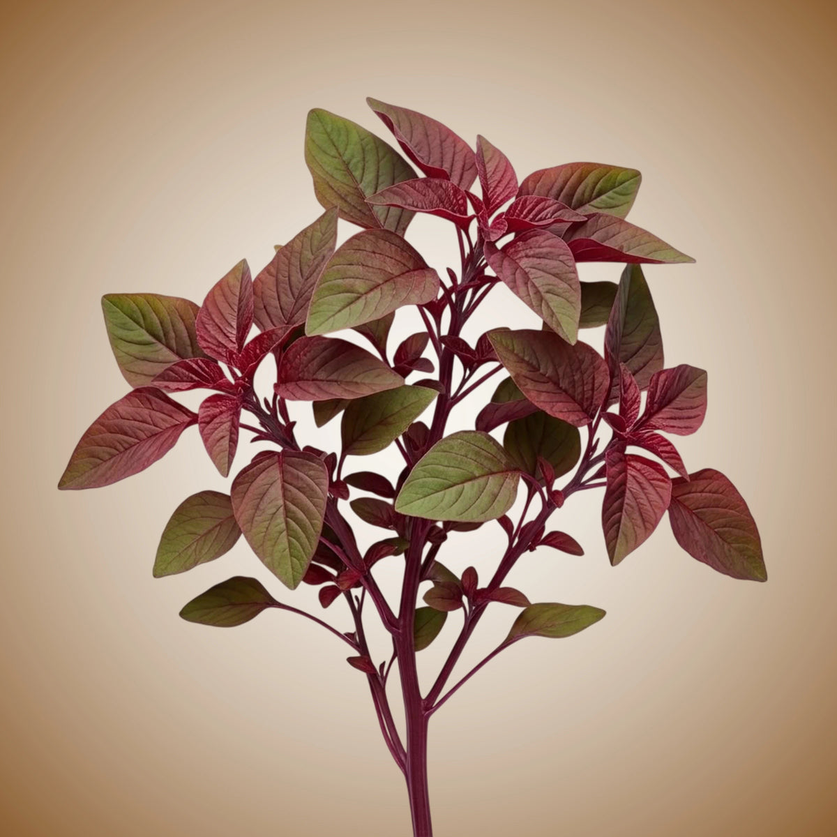 A bunch of vibrant red amaranth leaves with green and dark red hues.