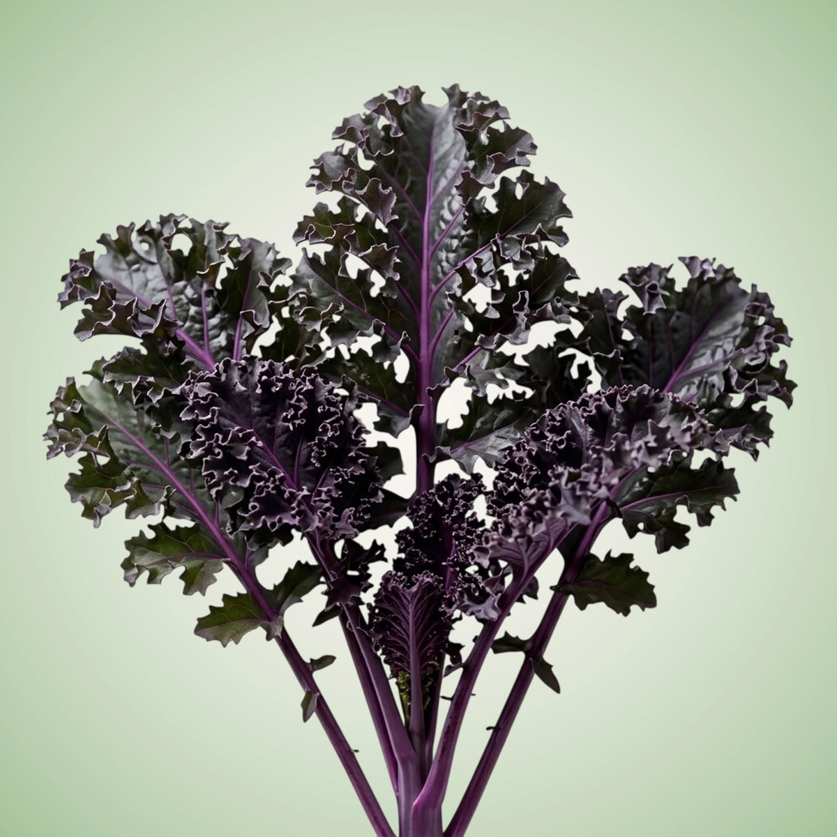 A vibrant image of red kale with frisede patterns, showcasing its robust and earthy appearance.
