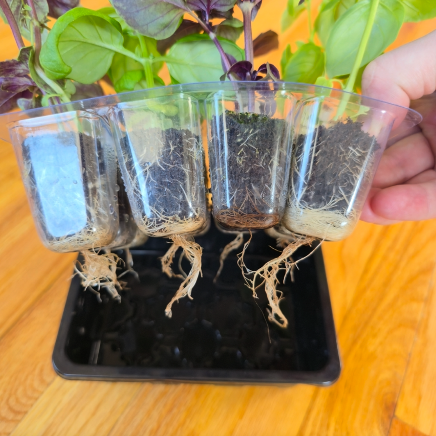 Small plants with roots in clear containers held by a hand on a wooden surface