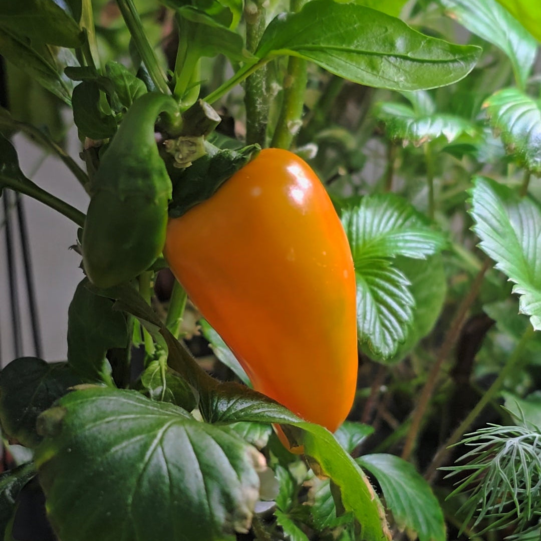 Orange bell pepper growing on a plant with green leaves.