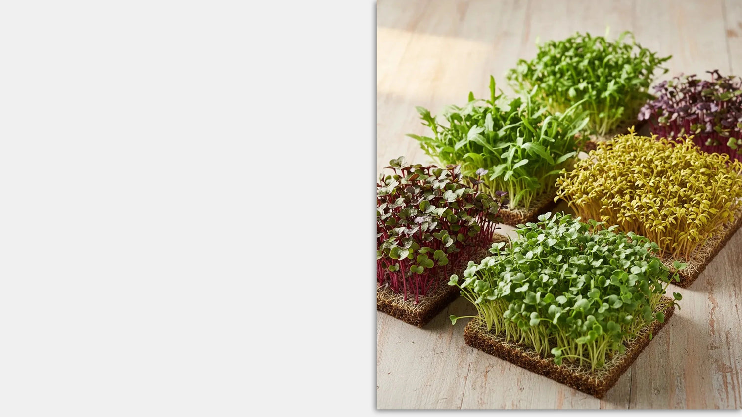 Trays of fast growing microgreens including radish broccoli mustard and arugula growing densely on grow mats.