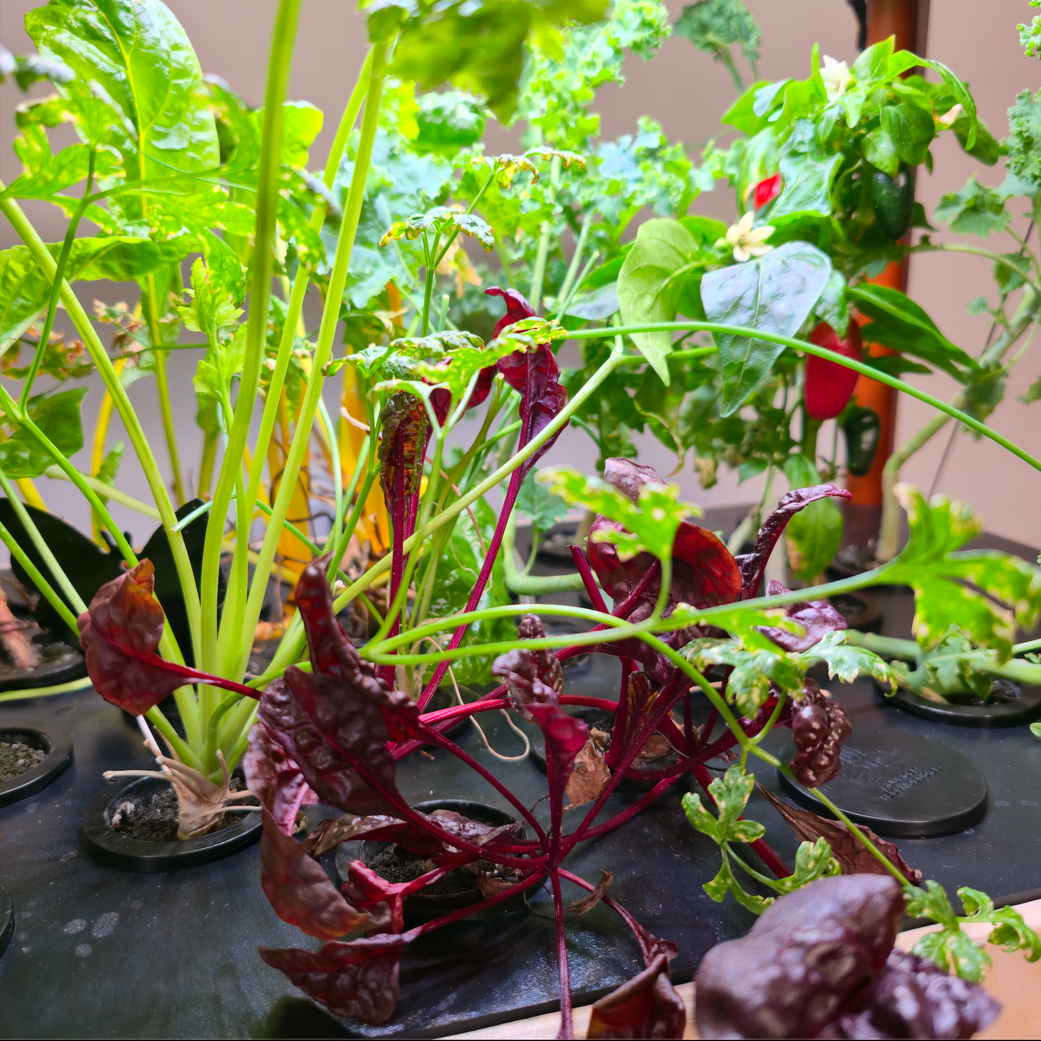 Close-up of leafy green plants with red stems on a black surface.