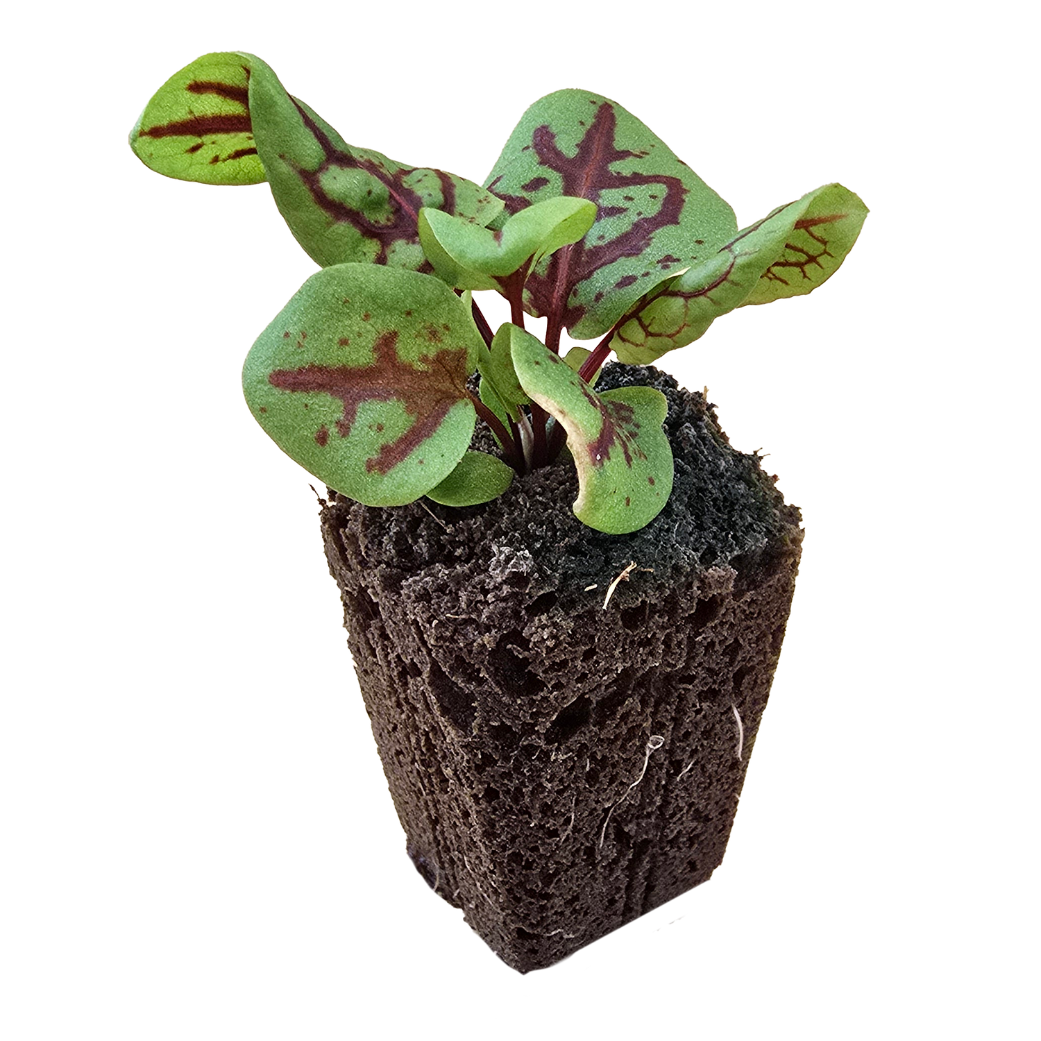 Sorrel (Red Veined) (4x)
