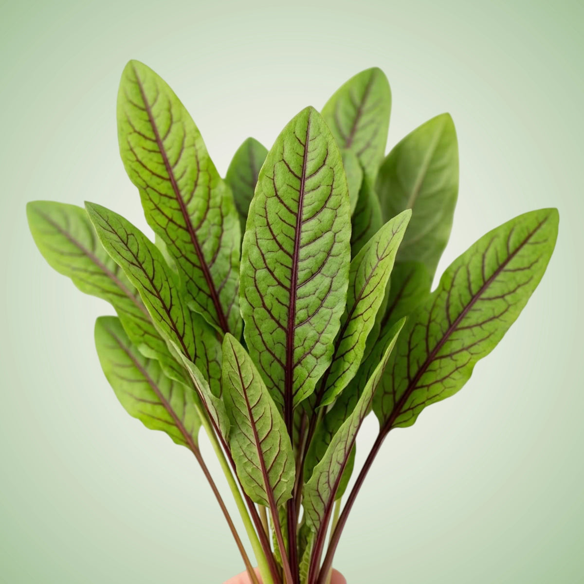 A group of fresh red veined sorrel leaves.