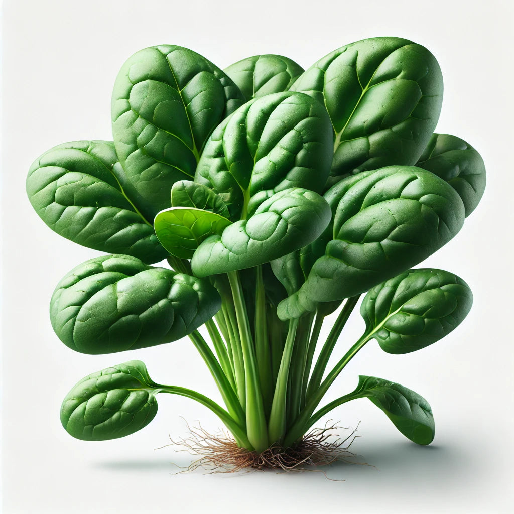 Spinach (Space) (4x) (OG)