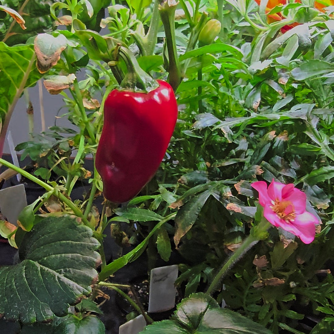 Red pepper growing among green plants and flowers.