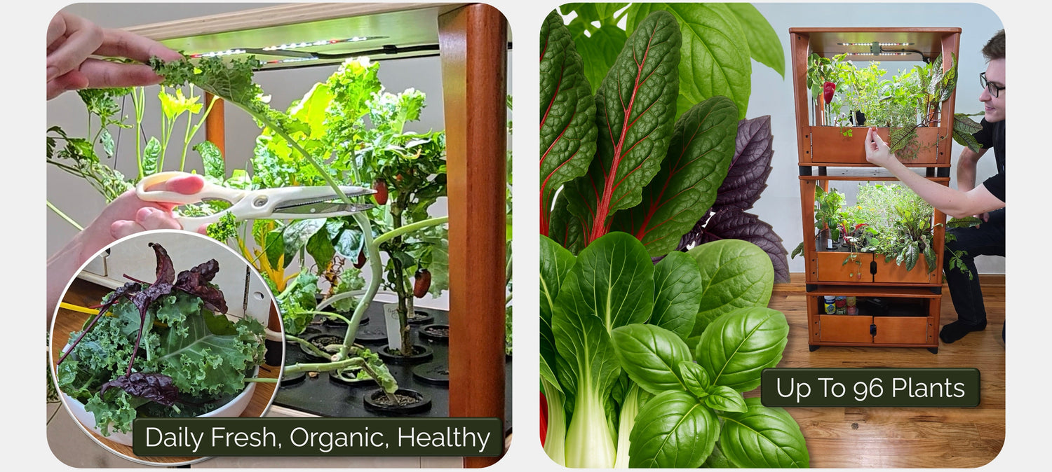 Innovative indoor gardening system with plants and a person interacting with it.