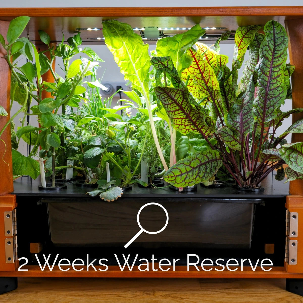 Aquager Grab & Grow hydroponic farm table — what herbs and vegetables you can grow