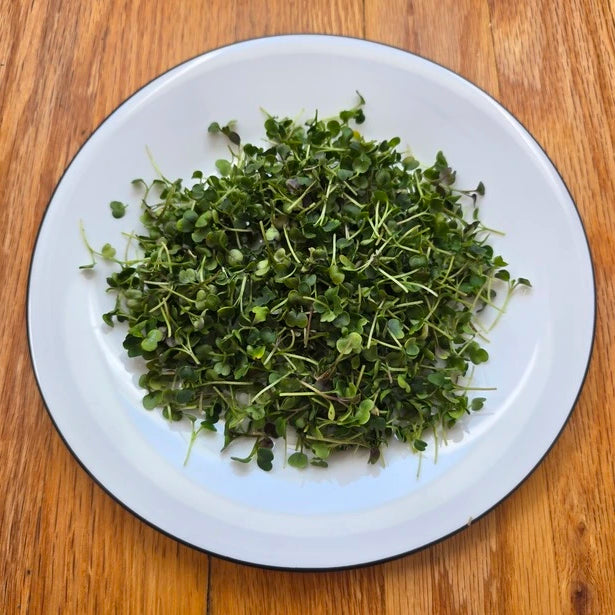 White plate with green microgreens on a wooden surface