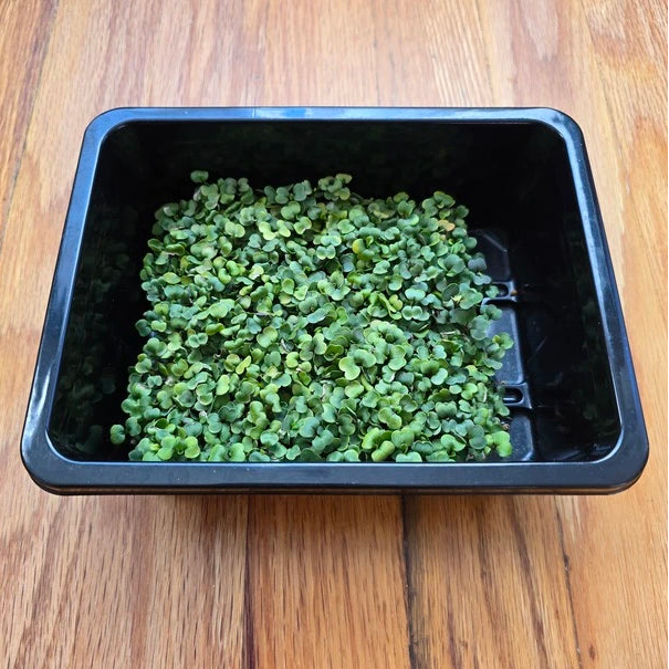A close-up of fresh arugula microgreens showing young green leaves.