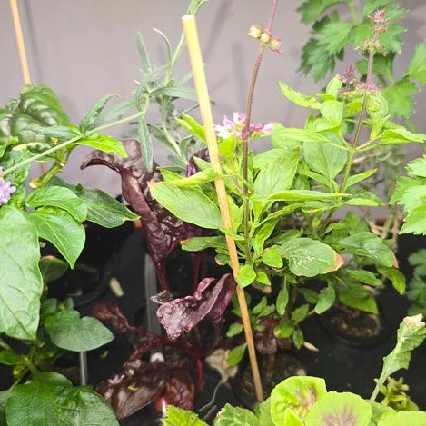 10 inch natural bamboo support sticks for hydroponic systems and garden plants, providing stability for seedlings and climbing plants1