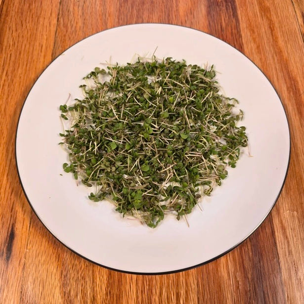 Green microgreens on a white plate with black rim on a wooden surface