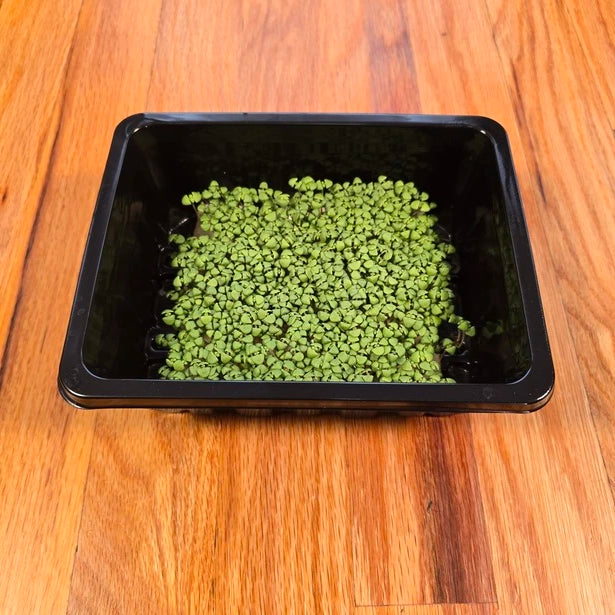 Black tray with lemon basil microgreens on a wooden surface