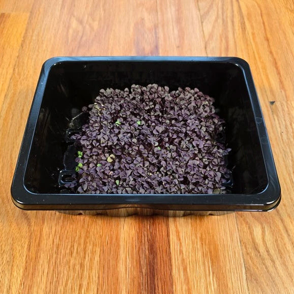 basil-red-microgreens-on-wooden-servise