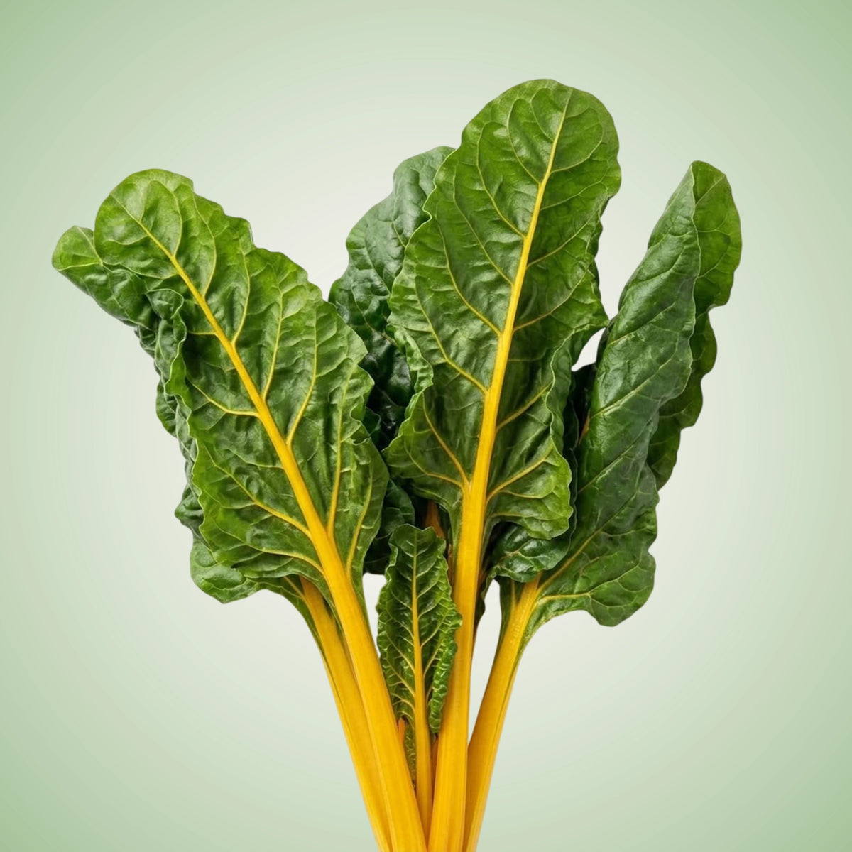 A bunch of fresh chard with golden-yellow stems and dark green leaves.