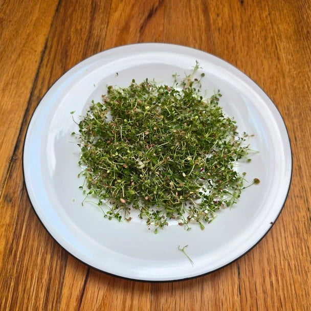 A fresh bundle of harvested clover microgreens with a vibrant green color and visible root systems.