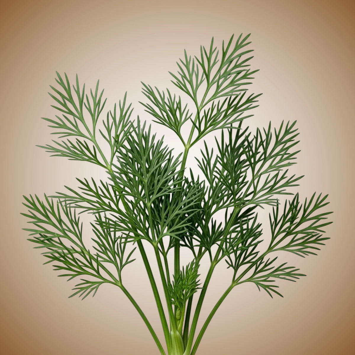 A bunch of fresh green dill with feathery leaves.