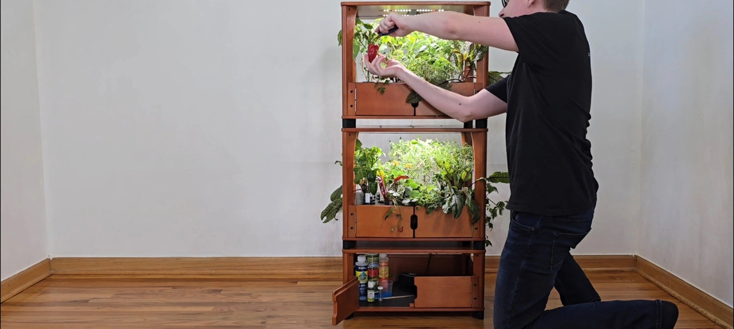 Person interacting with a wooden home farm with plants inside, on a wooden floor.