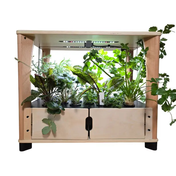 Wooden indoor garden with plants and a light on a white background