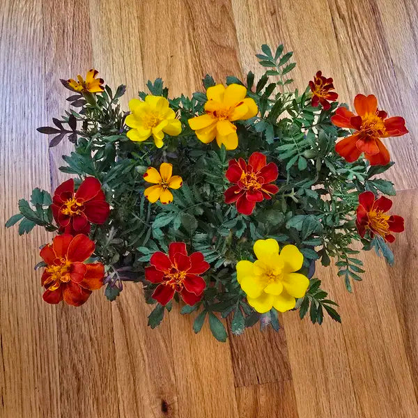 Nursery of red, yellow, and orange marigolds on a wooden surface