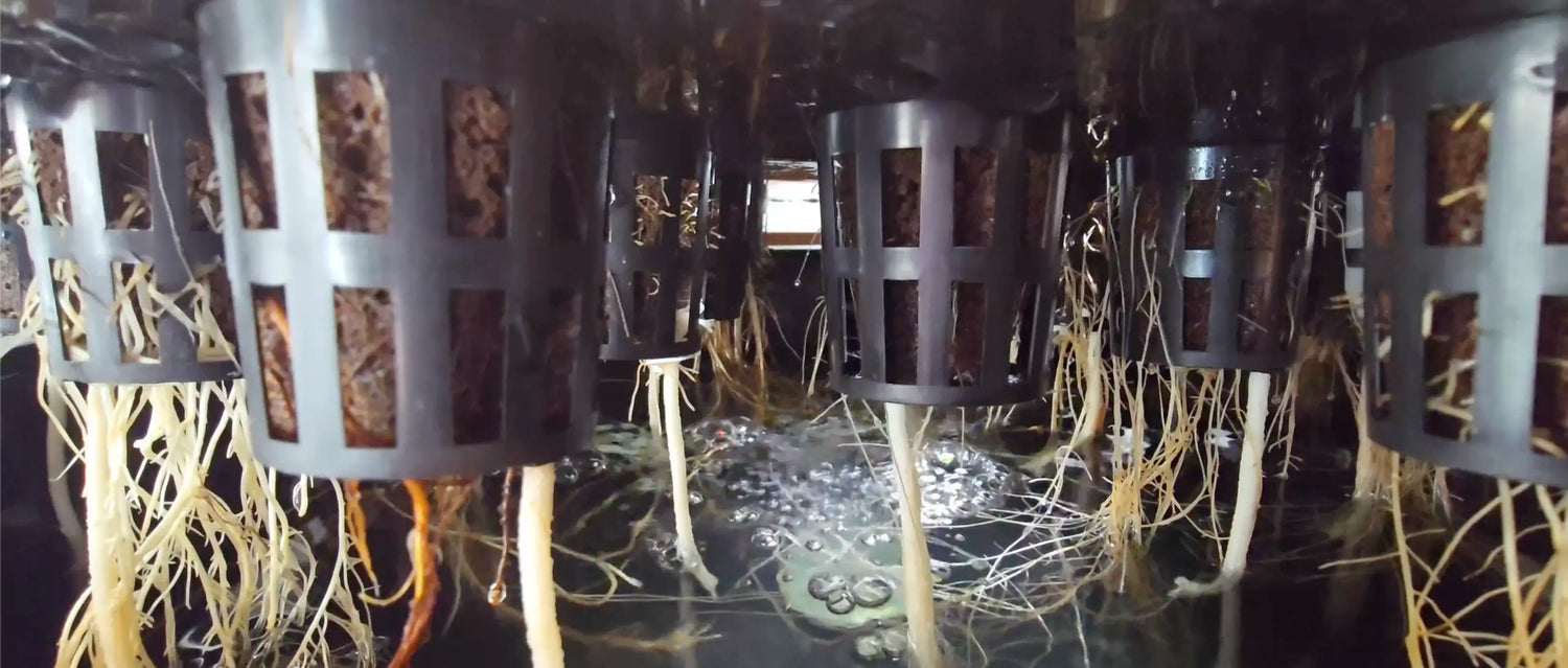Inside of hydroponic tank