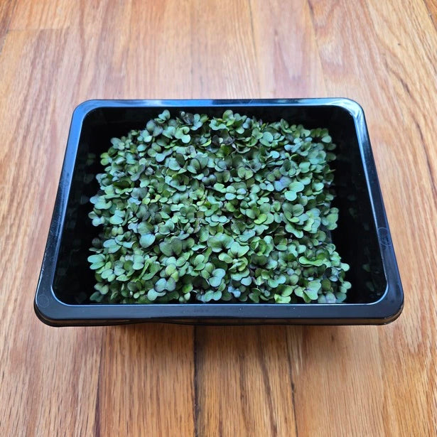 Seed start kit of green leafy microgreens on a wooden surface