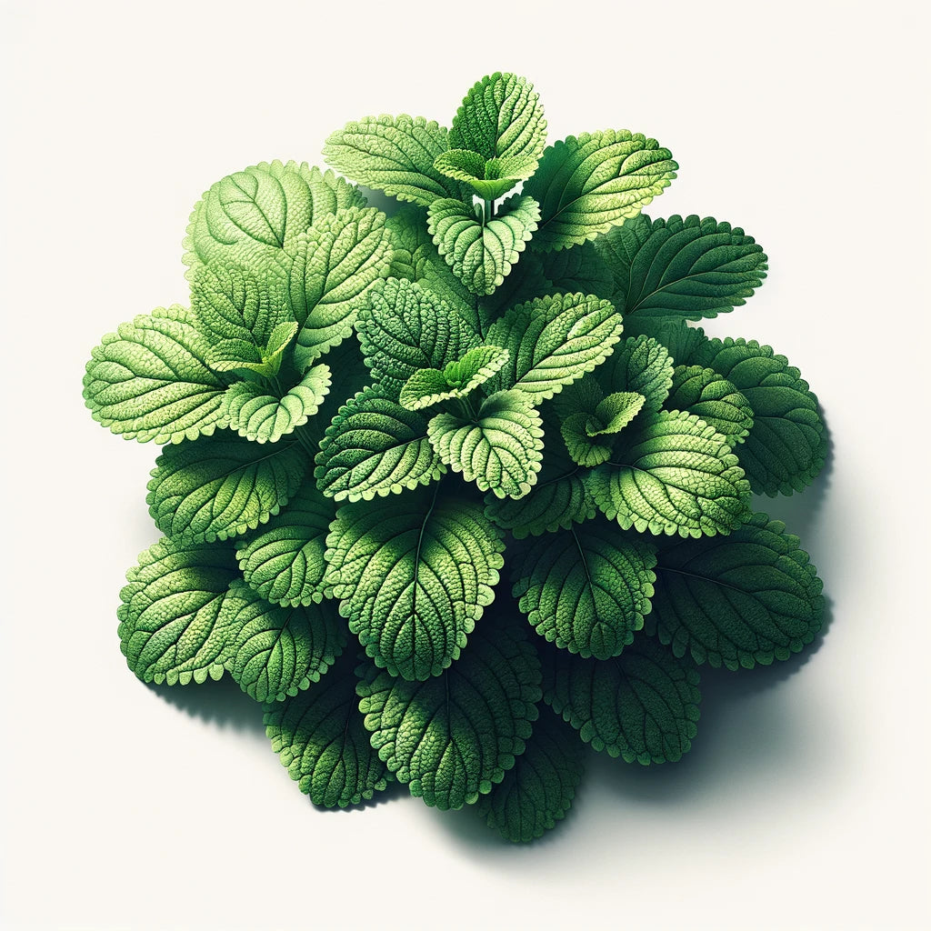 Lemon Balm (4x) (OG)