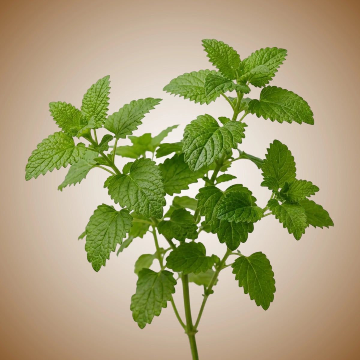 A cluster of fresh green lemon balm leaves.