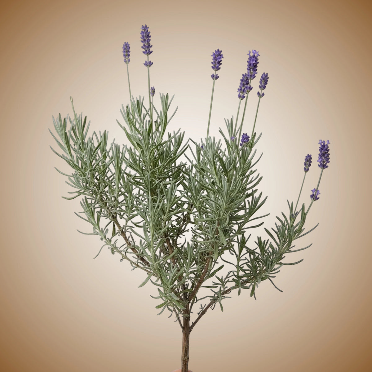 A spherical bush of lavender with green leaves and purple fragrant blooms.