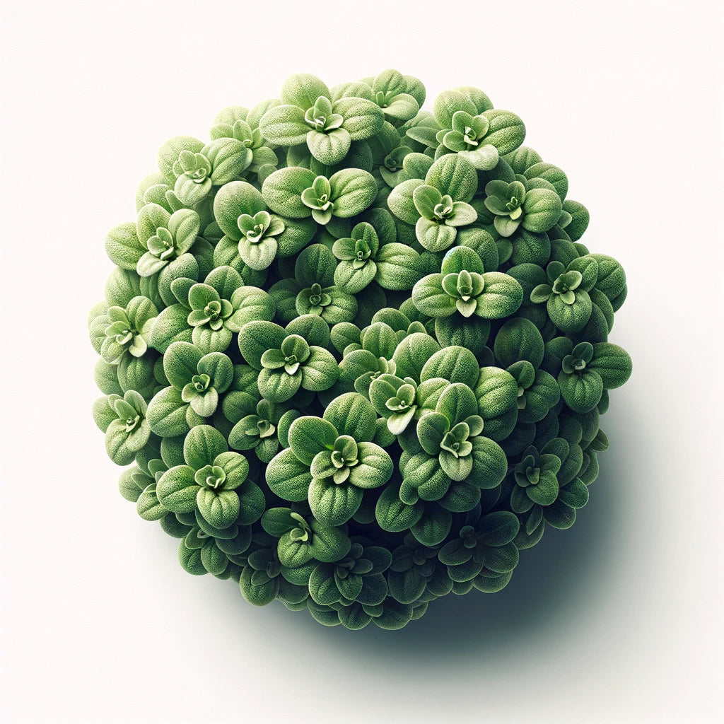 Marjoram (Zaatar) (4x) (OG)