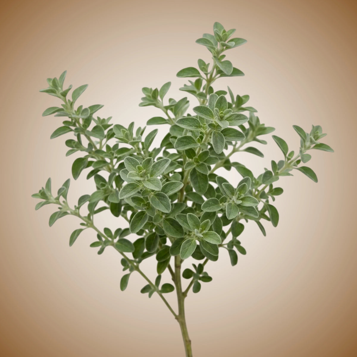 A ball-shaped herb garden of marjoram with vibrant green leaves and small white flowers.