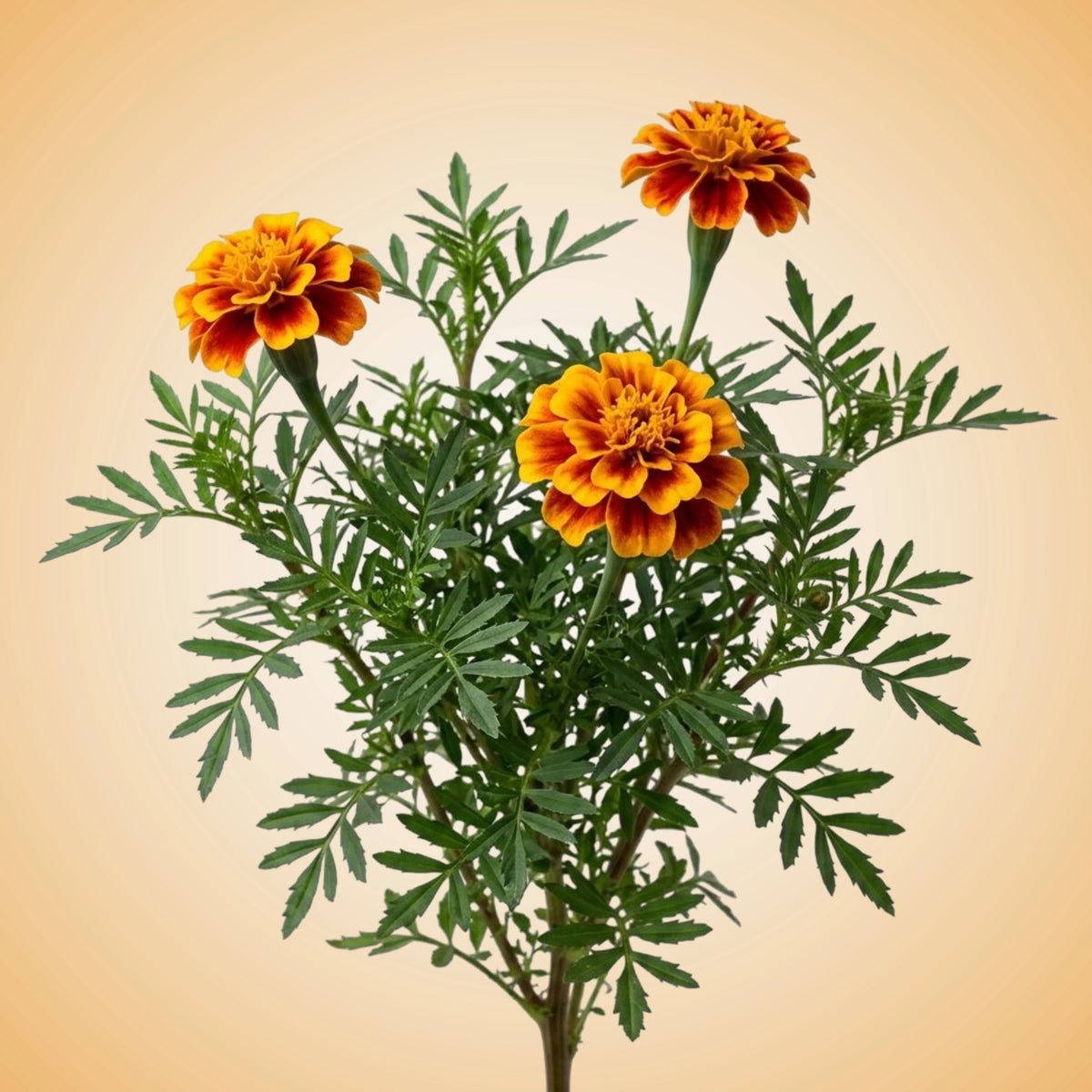 An illustration of vibrant orange marigold flowers with green leaves.