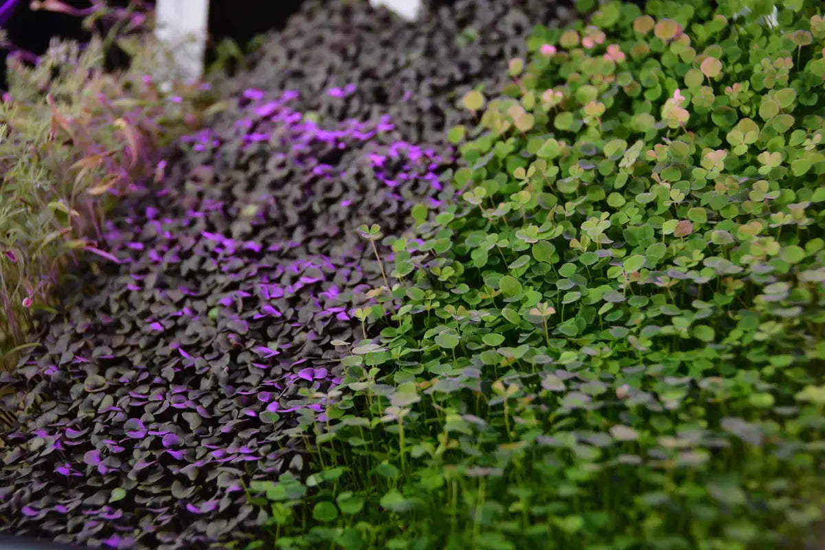 Close-up of purple and green microgreens