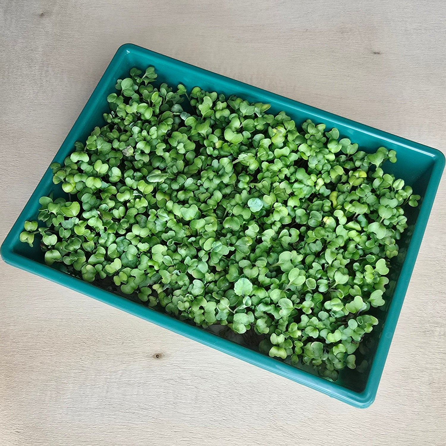 Broccoli (OG)