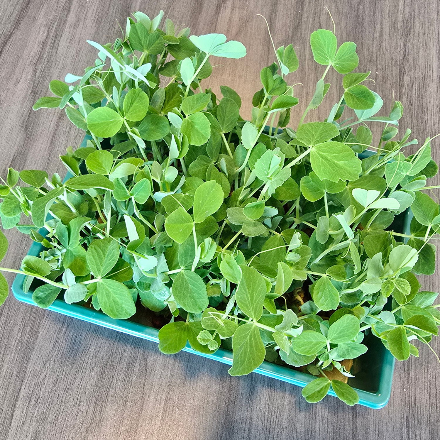 Pea Shoots (Field)