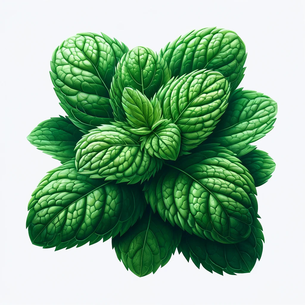 Mint (4x)