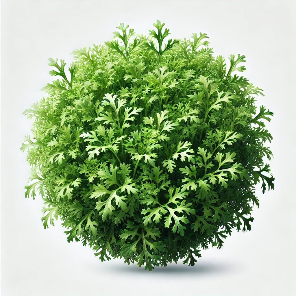 Mizuna (4x) (OG)