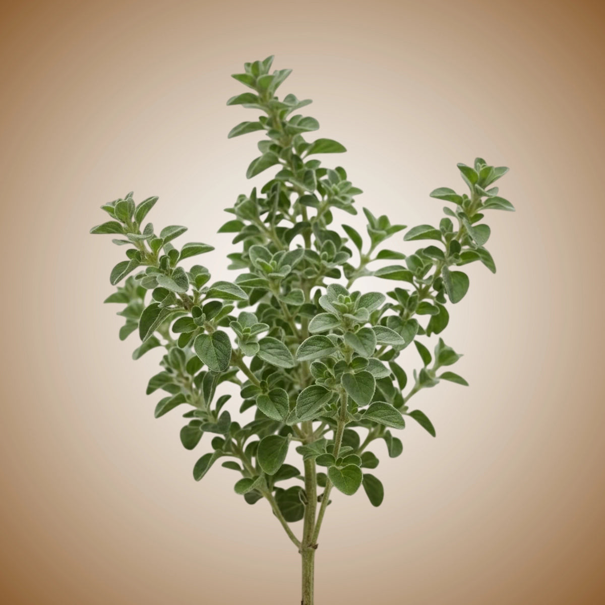 A cluster of fresh green oregano leaves arranged in a circular pattern.