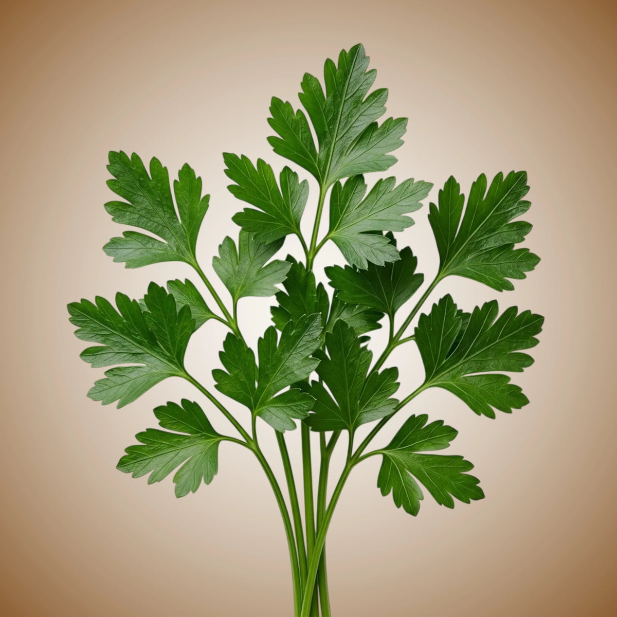 A fresh bunch of Italian parsley with flat green leaves.