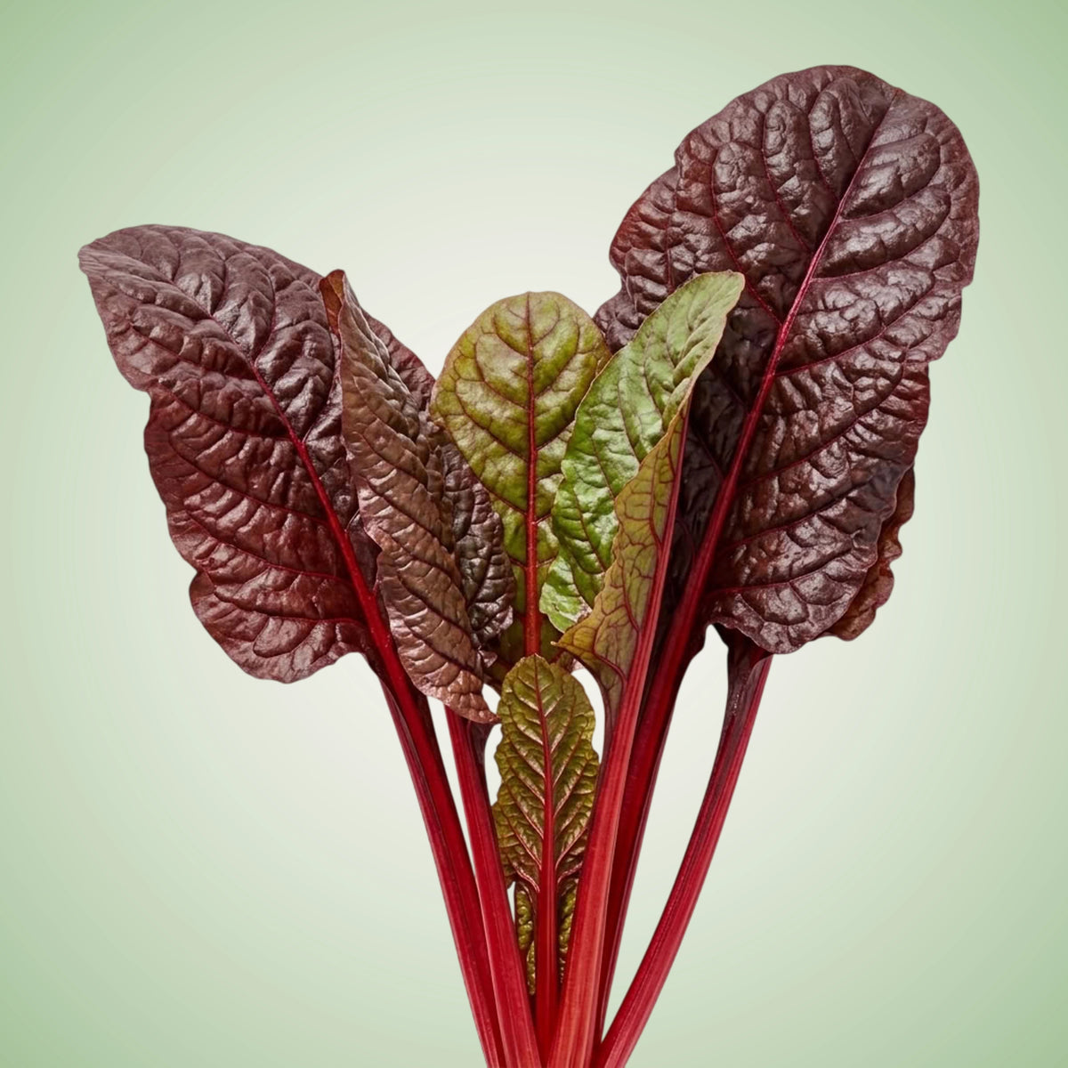 A fresh bunch of Chard with vibrant green leaves and red stems against a grey background.