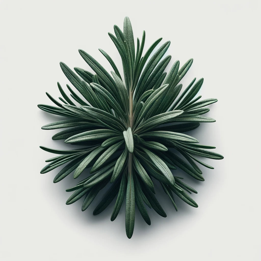 A top view of a fresh rosemary herb with needle-like leaves.