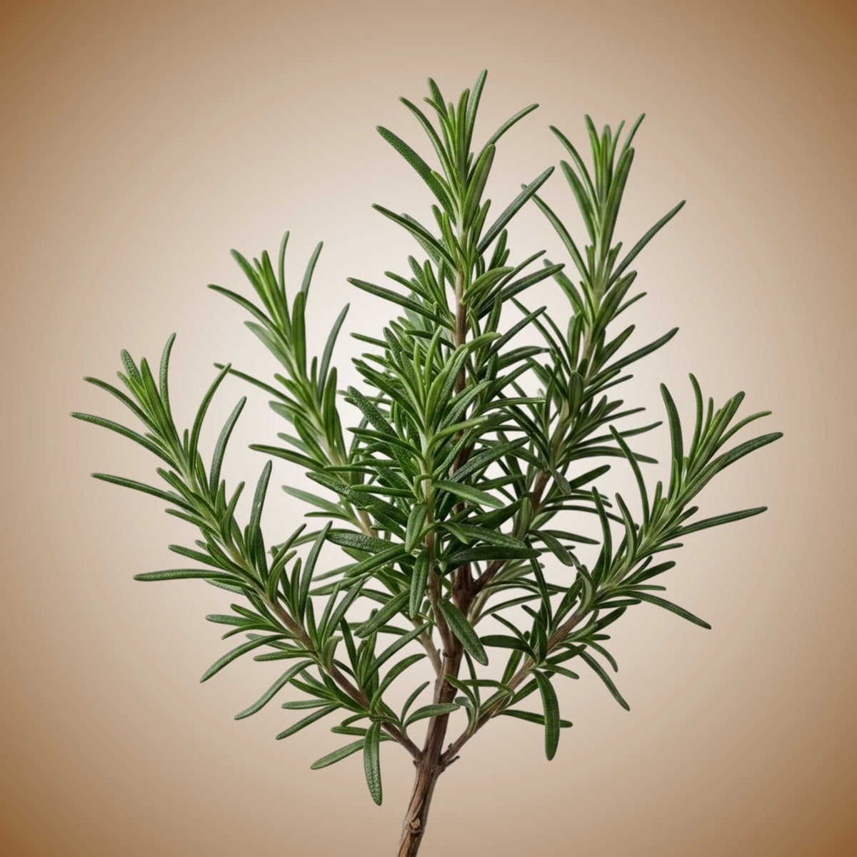 A top view of a fresh rosemary herb with needle-like leaves.