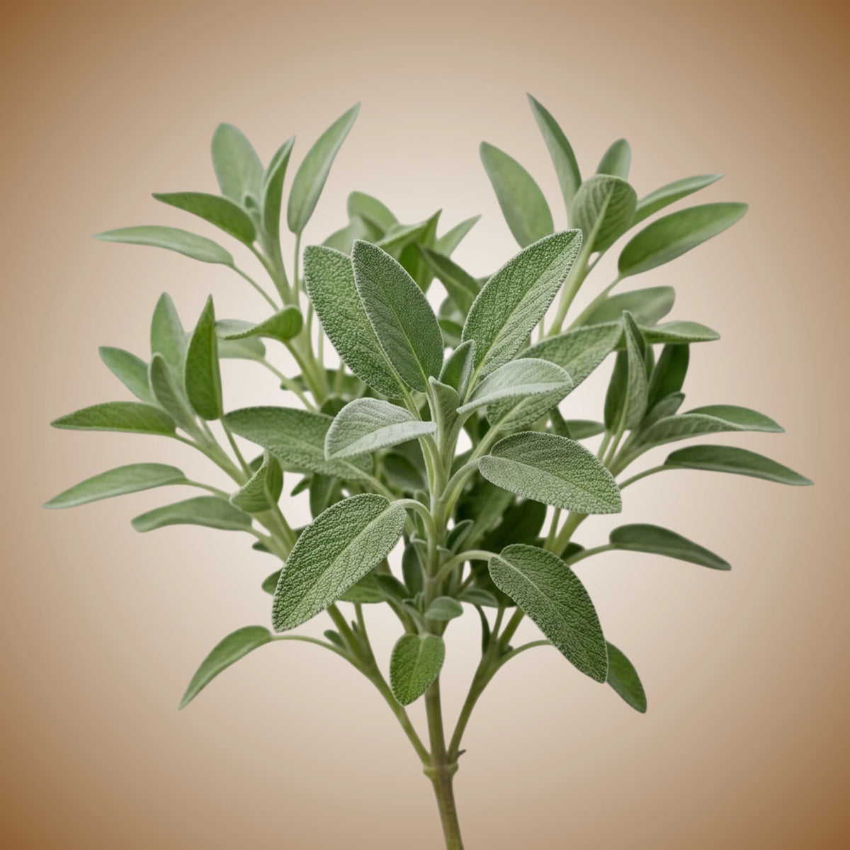 A cluster of green sage leaves arranged in a natural pattern.