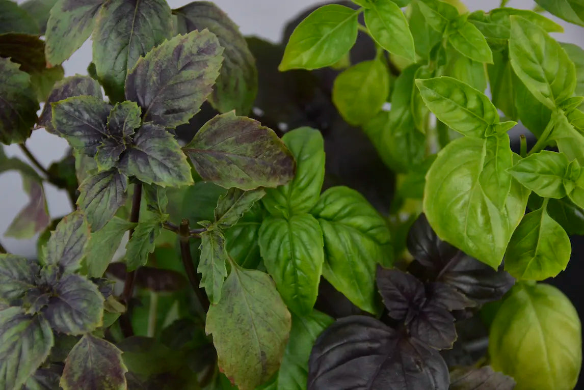 Fresh basil and herbs grown from seed starter tray in an indoor garden setup