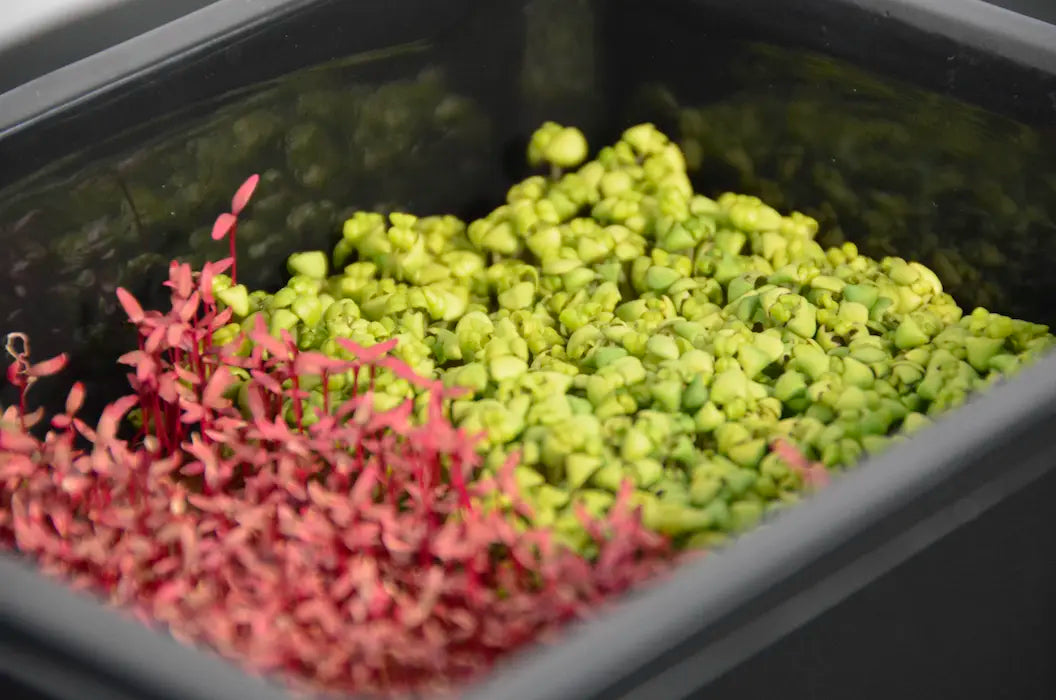 Seed starter tray growing colorful microgreens indoors for hydroponic or soil-free cultivation